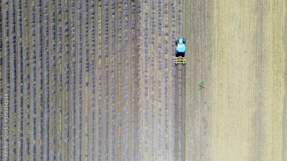 aerial top down view of tractor removing weeds in lavender field with weeder, machine weeding aerial top down view of tractor removing weeds in lavender field with weeder, machine weeding