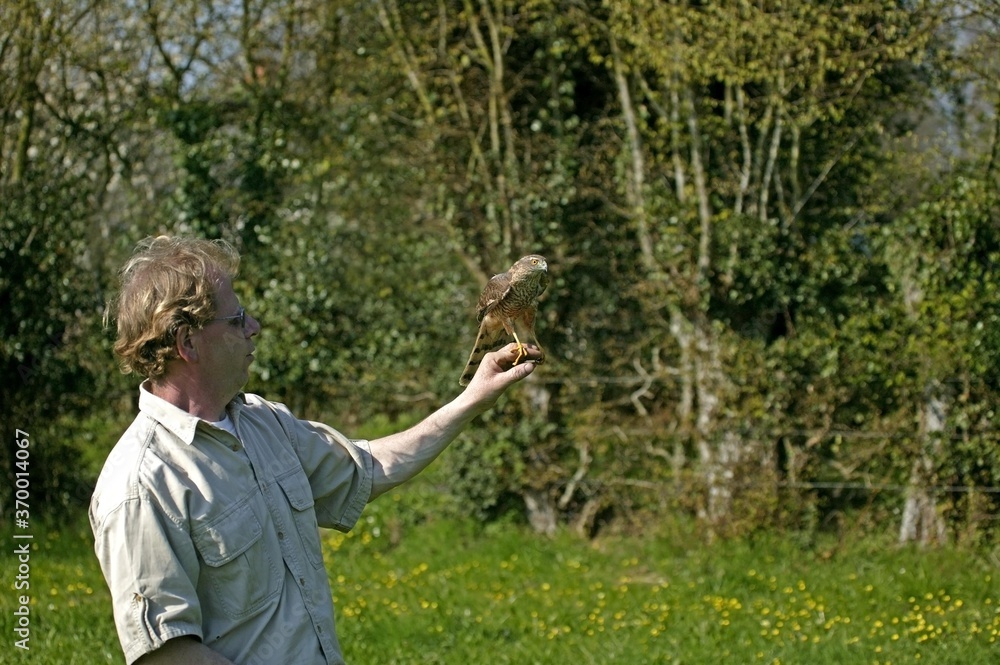 EUROPEAN SPARROWHAWK accipiter nisus, ADULT RELEASED AFTER REHAB, RESCUE CENTER IN NORMANDY EUROPEAN SPARROWHAWK accipiter nisus, ADULT RELEASED AFTER REHAB, RESCUE CENTER IN NORMANDY