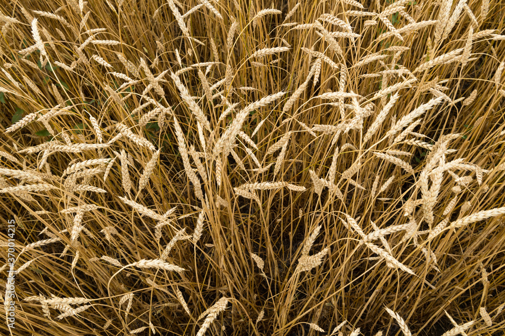 Fototapeta premium Yellow Field of wheat in the middle of Russia