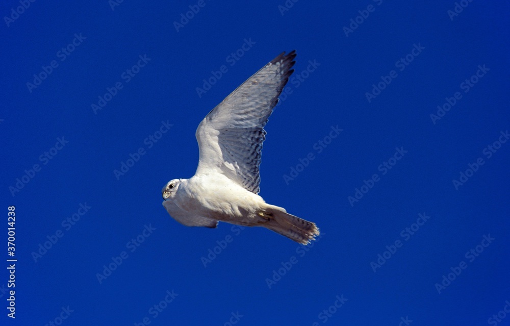Obraz premium GYRFALCON falco rusticolus, ADULT IN FLICHT, CANADA