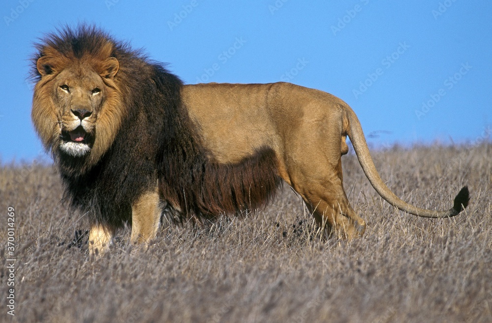 Obraz premium AFRICAN LION panthera leo, MALE STANDING ON DRY GRASS