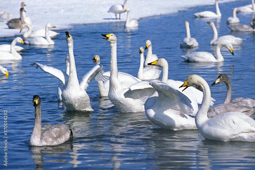 WHOOPER SWAN cygnus cygnus, COLONY ON HOKKAIDO ISLAND IN JAPAN WHOOPER SWAN cygnus cygnus, COLONY ON HOKKAIDO ISLAND IN JAPAN