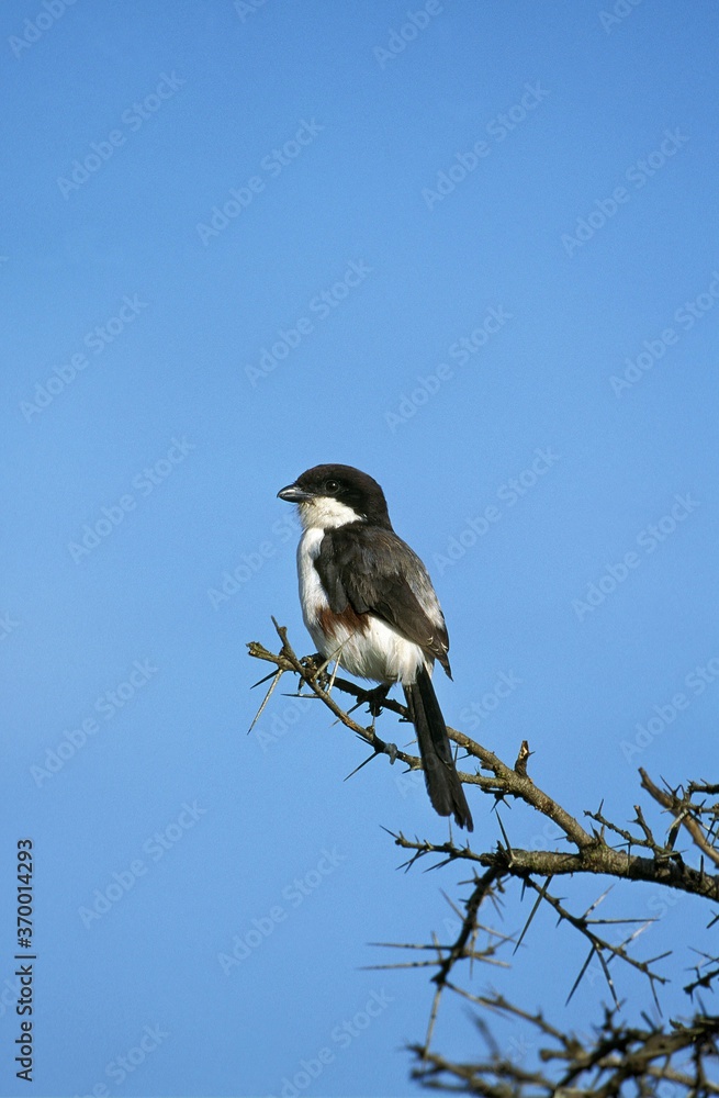 LONG TAILED FISCAL lanius cabanisi, ADULT PERCHED ON BRANCH, KENYA LONG TAILED FISCAL lanius cabanisi, ADULT PERCHED ON BRANCH, KENYA