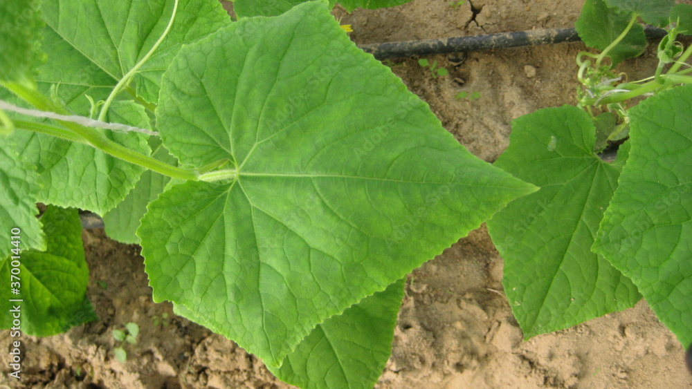 Cucumber leaf (eligible for image processing )
Camera: Canon DIGITAL IXUS 75