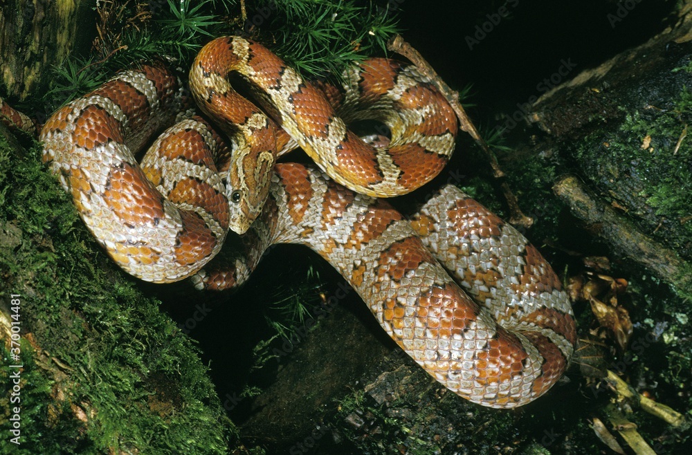CORN SNAKE OR RAT SNAKE elaphe guttata CORN SNAKE OR RAT SNAKE elaphe guttata