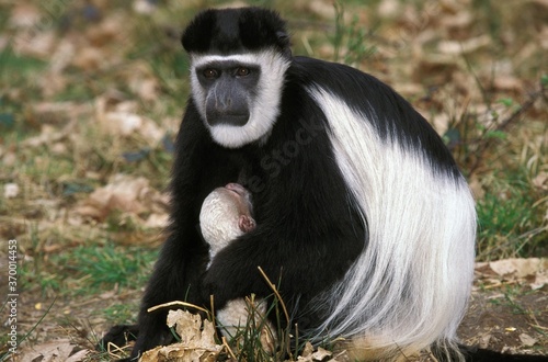 BLACK AND WHITE COLOMBUS MONKEY colobus guereza  MOTHER WITH YOUNG