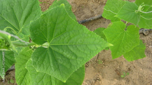 Cucumber leaf (eligible for image processing )
Camera: Canon DIGITAL IXUS 75 photo