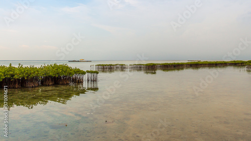 Mangrove Plantations on Pramuka Island, Thousand Islands, Indonesia © Jozef