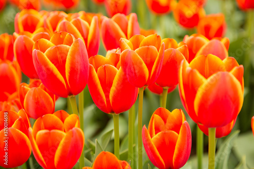 A group of red tulips in a field near Woodburn, Oregon