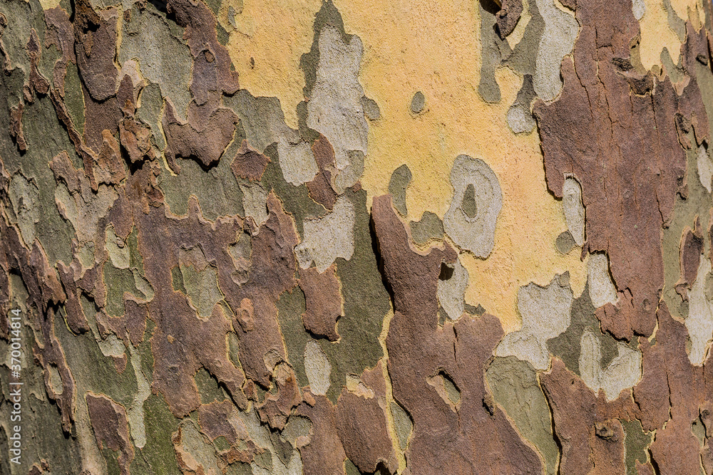 tree bark texture tree bark texture