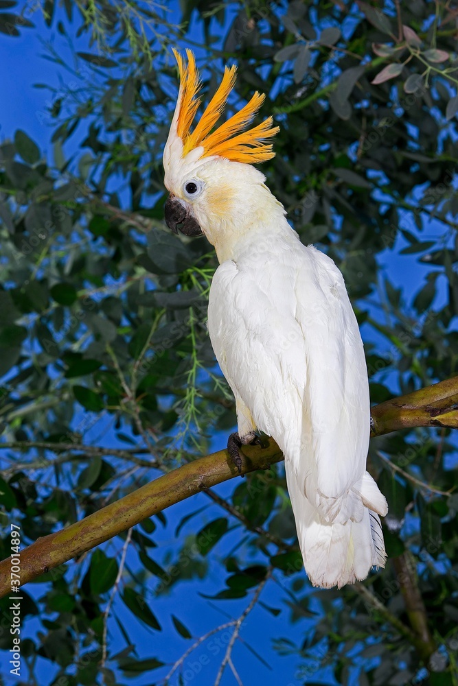 CITRON-CRESTED COCKATOO cacatua sulphurea citrinocristata, ADULT STANDING ON BRANCH CITRON-CRESTED COCKATOO cacatua sulphurea citrinocristata, ADULT STANDING ON BRANCH