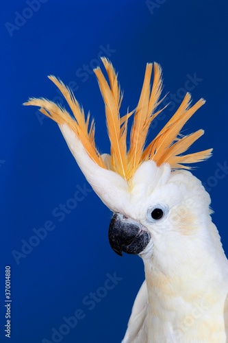 CITRON-CRESTED COCKATOO cacatua sulphurea citrinocristata, PORTRAIT OF ADULT photo