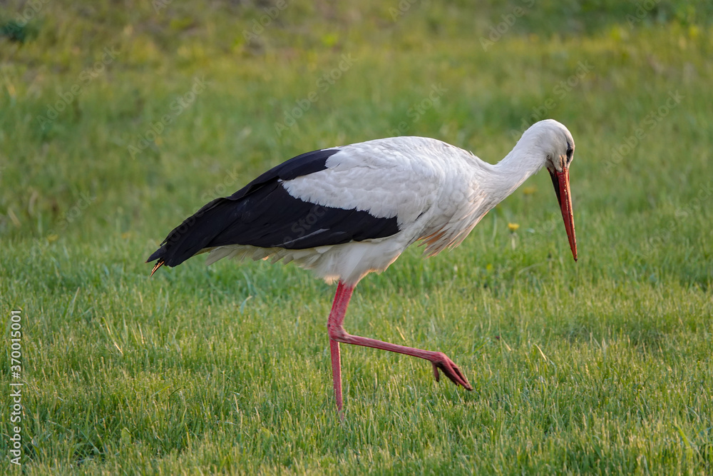 Fototapeta premium stork walks through the meadow in search of food at sunset.