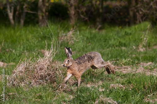 Fototapeta Naklejka Na Ścianę i Meble -  European Brown Hare, lepus europaeus, Adult running on Grass, Normandy
