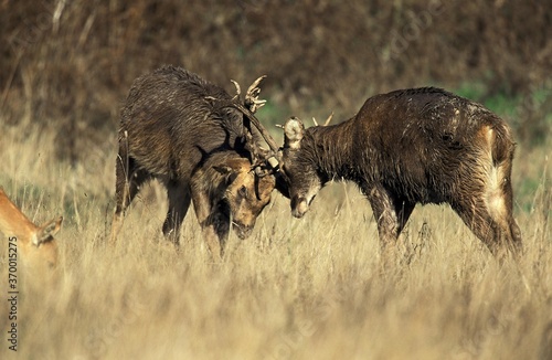 Photography BARASINGHA DEER OR SWAMP DEER cervus duvauceli, MALES FIGHTING
