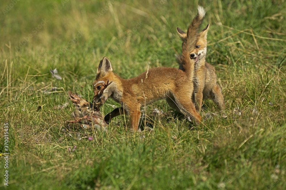 RED FOX vulpes vulpes, ADULTS A PARTRIDGE KILL, NORMANDY