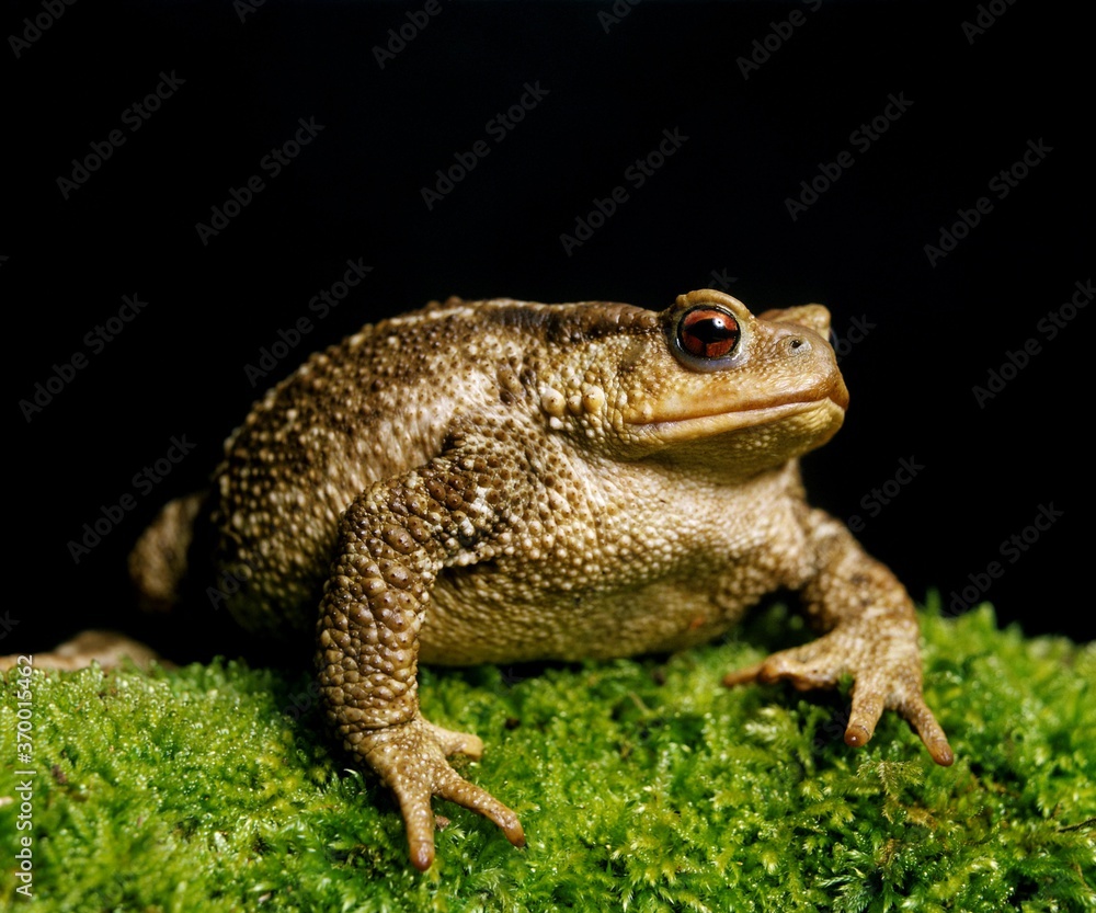 COMMON TOAD bufo bufo, ADULT STANDING ON MOSS COMMON TOAD bufo bufo, ADULT STANDING ON MOSS