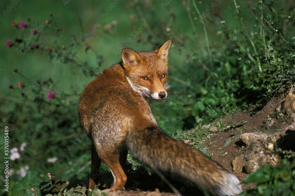RED FOX vulpes vulpes, ADULT, NORMANDY