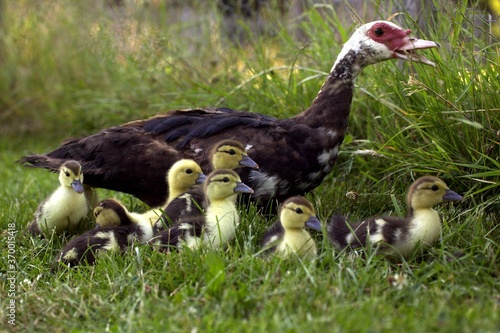 MUSKOVY DUCK cairina moschata, FEMALE WITH DUCKLINGS photo