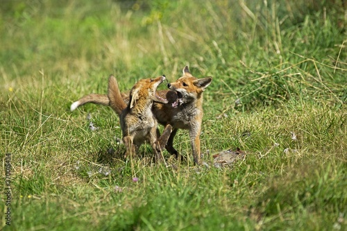 RED FOX vulpes vulpes, ADULTS FIGHTING NEAR KILL, A PARTRIDGE, NORMANDY