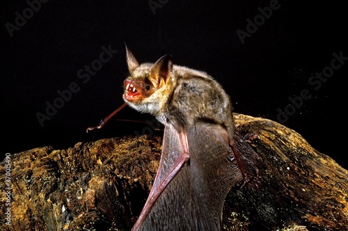 MOUSE-EARED BAT myotis myotis, ADULT WITH OPEN MOUTH