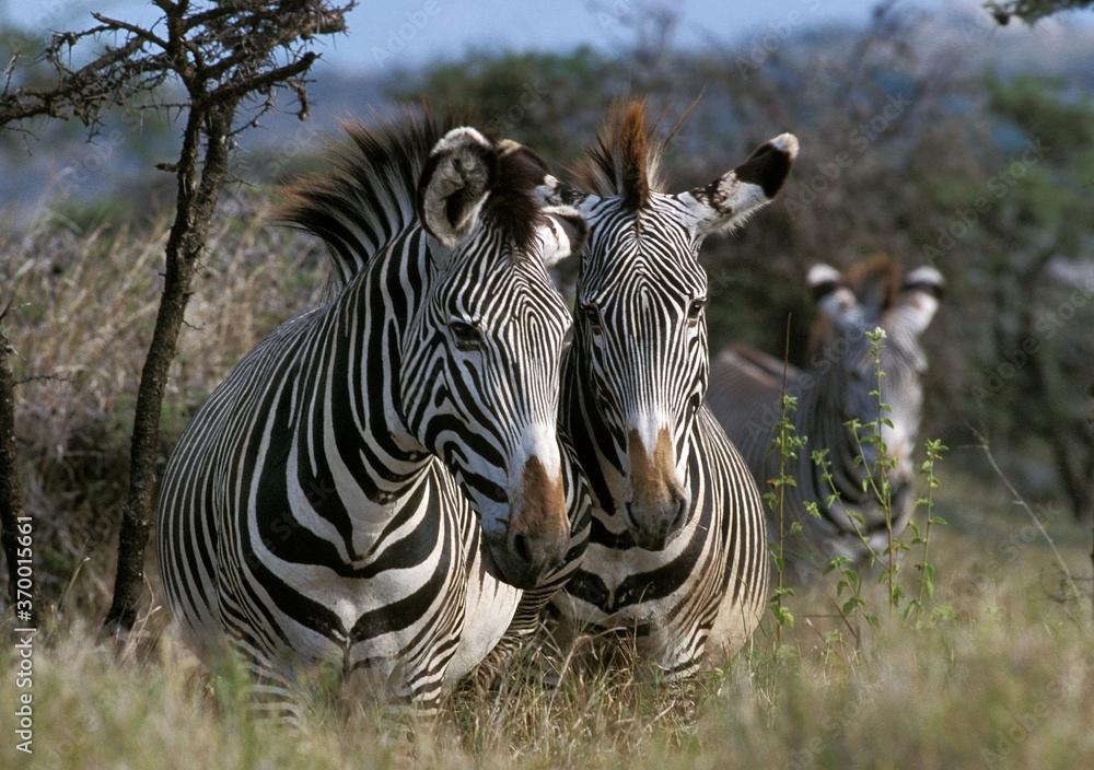 Naklejka premium GREVY'S ZEBRA equus grevyi, SAMBURU PARK IN KENYA