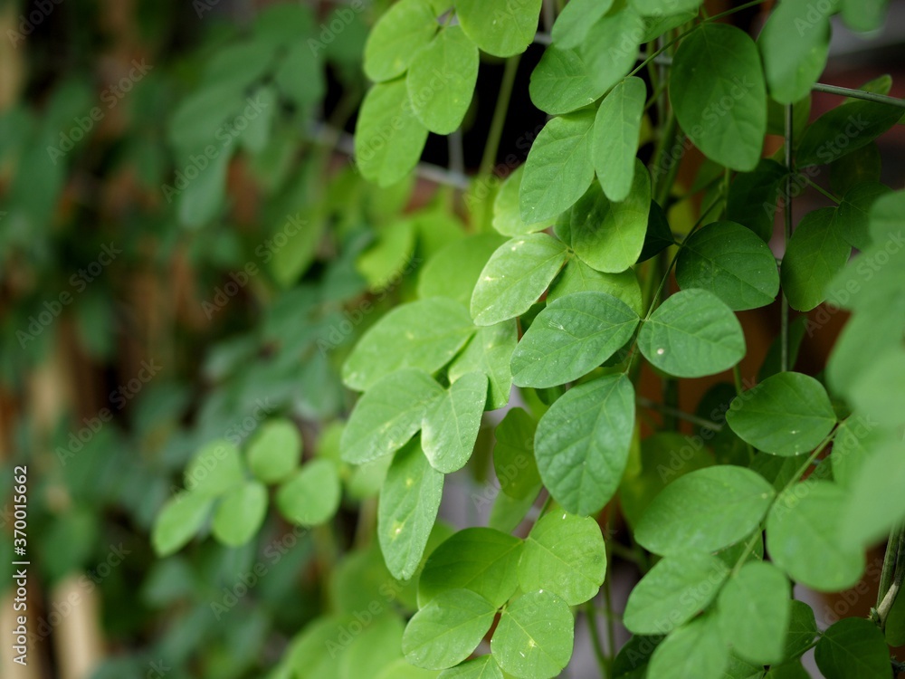 A colour photo of fresh green leaves under sunlight A colour photo of fresh green leaves under sunlight