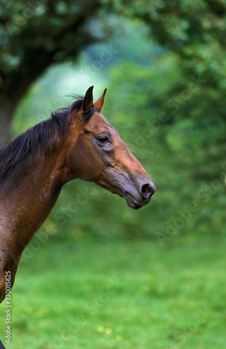 ENGLISH THOROUGHBRED HORSE, PORTRAIT