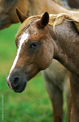 AMERICAN SADDLEBRED HORSE, PORTRAIT © slowmotiongli