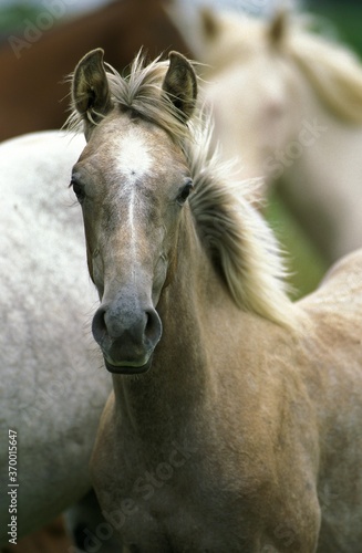 Fototapeta Naklejka Na Ścianę i Meble -  AMERICAN SADDLEBRED HORSE, PORTRAIT ON YEARLING