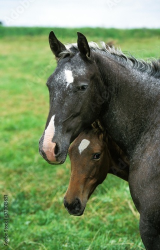 AMERICAN SADDLEBRED HORSE, MARE WITH FOAL © slowmotiongli