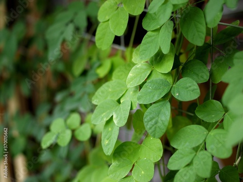 A colour photo of fresh green leaves under sunlight