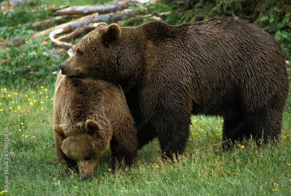 BROWN BEAR ursus arctos, FEMALE WITH MALE