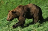 BROWN BEAR ursus arctos, ADULT WALKING ON GRASS