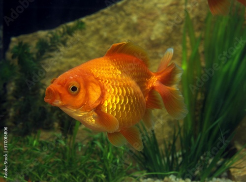 GOLDFISH carassius auratus, ADULT WITH OPEN MOUTH