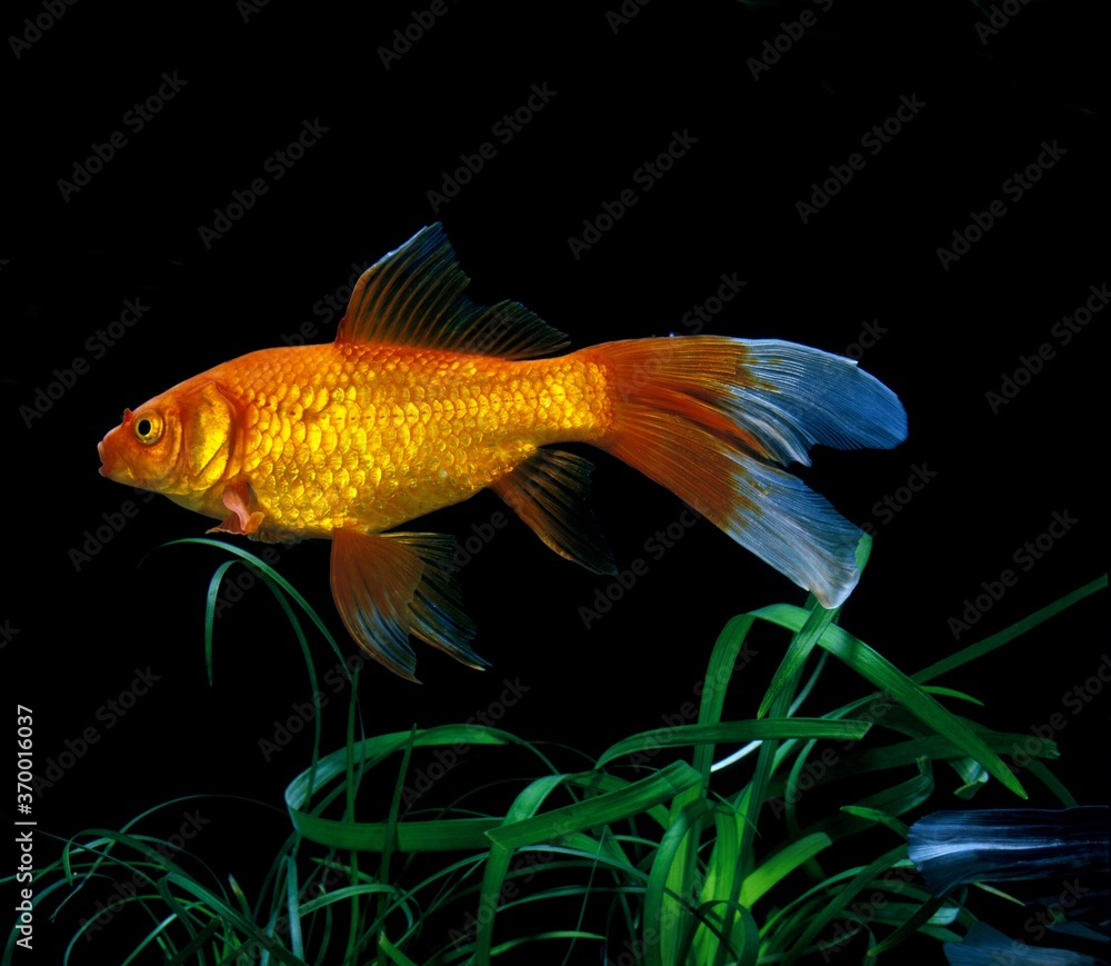 COMET GOLDFISH carassius auratus, ADULT COMET GOLDFISH carassius auratus, ADULT