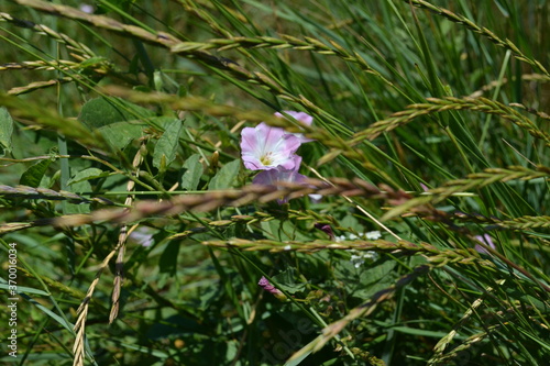 pink flowers on a green background