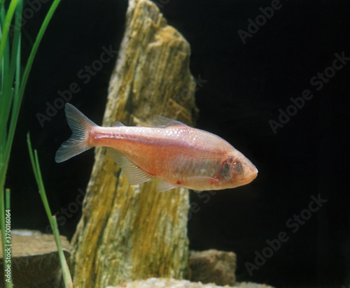 MEXICAN TETRA OR BLIND CAVEFISH astyanax fasciatus mexicanus, FISH WITHOUT EYES photo