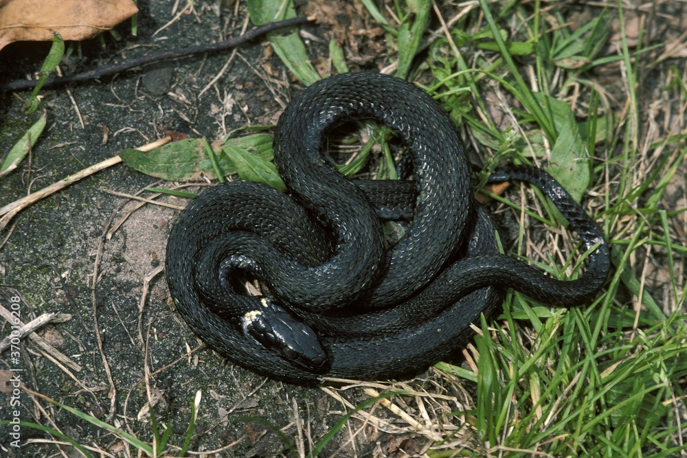 GRASS SNAKE natrix natrix, ADULT, MELANISTIC FORM GRASS SNAKE natrix natrix, ADULT, MELANISTIC FORM