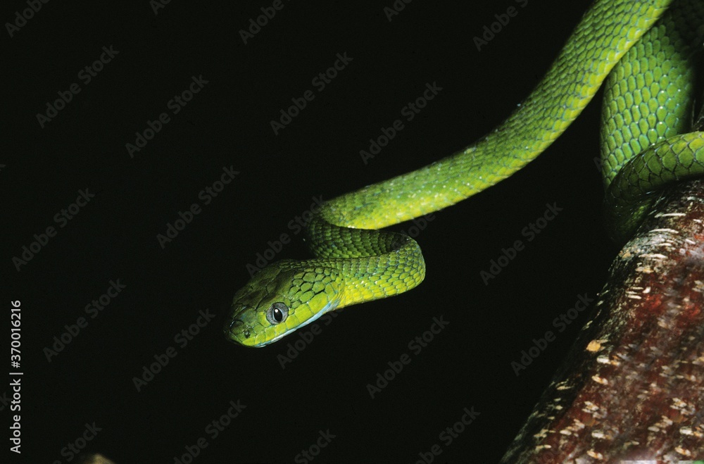 Obraz premium GREEN CAT SNAKE boiga cyanea, ADULT, THAILLAND