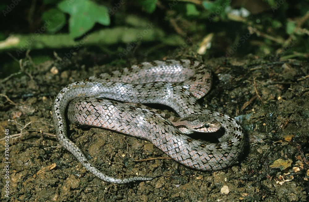 Obraz premium SOUTHERN SMOOTH SNAKE coronella girondica, ADULT