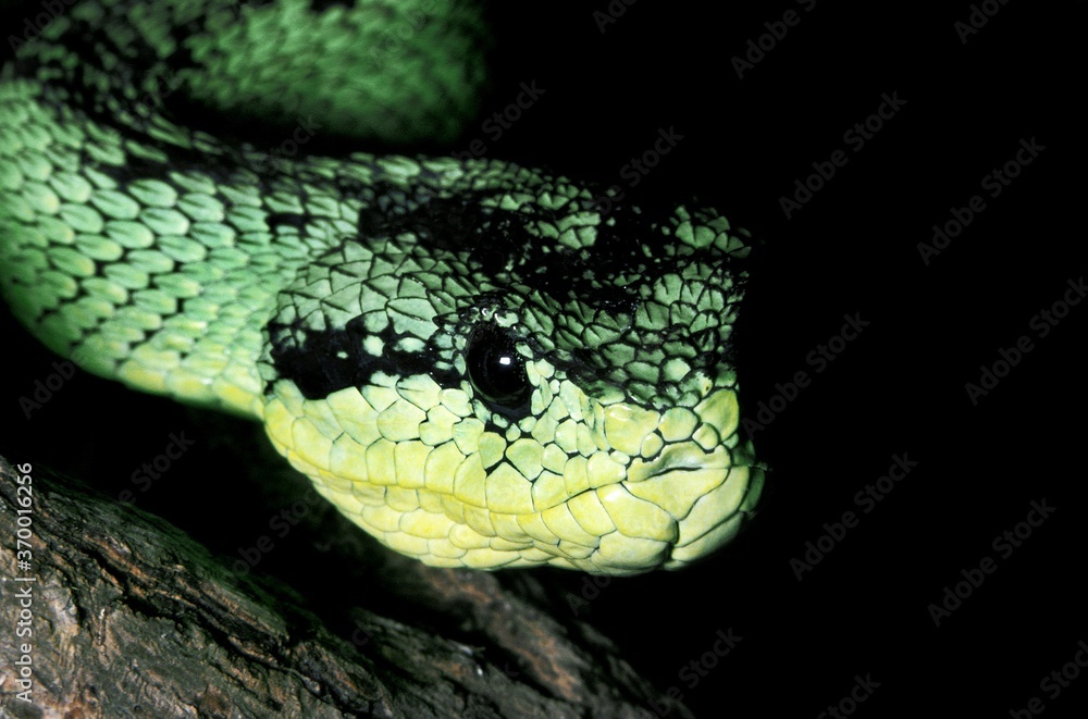 Fototapeta premium BUSH VIPER atheris nitschei, CLOSE-UP OF HEAD, KENYA