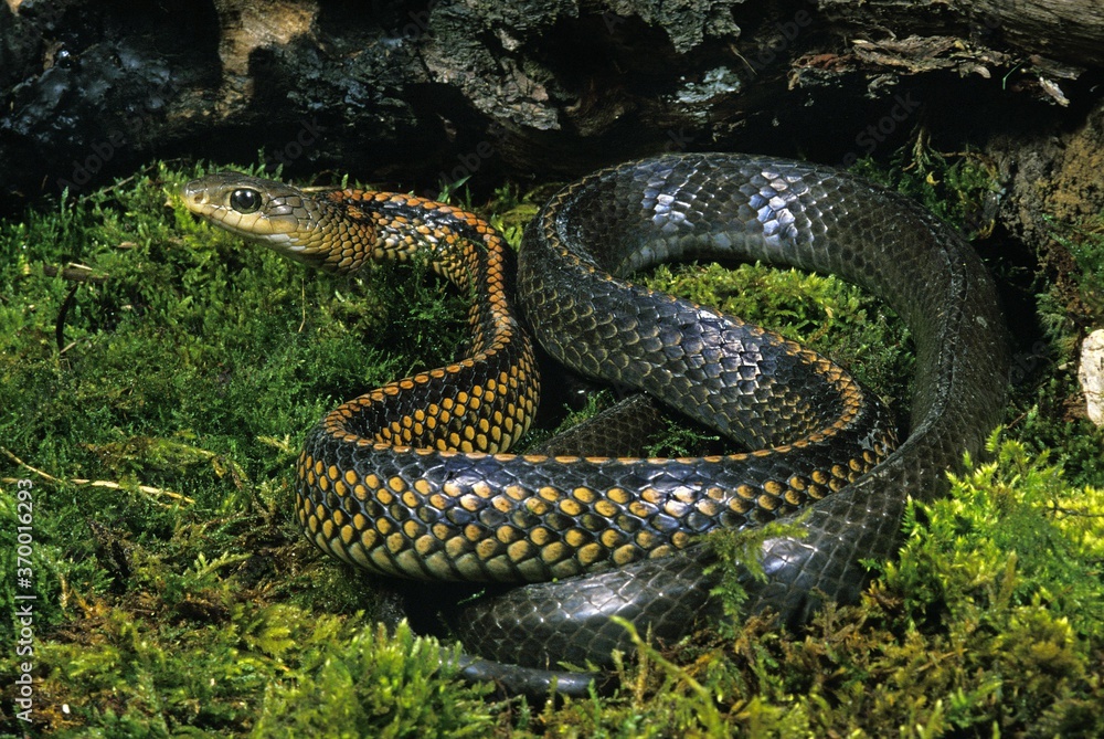 Obraz premium RAT SNAKE ptyas dhumnades, ADULT STANDING ON MOSS