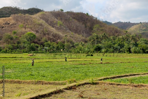 Rice paddy workers in a field near Mawun Beach, Kuta, Lombok