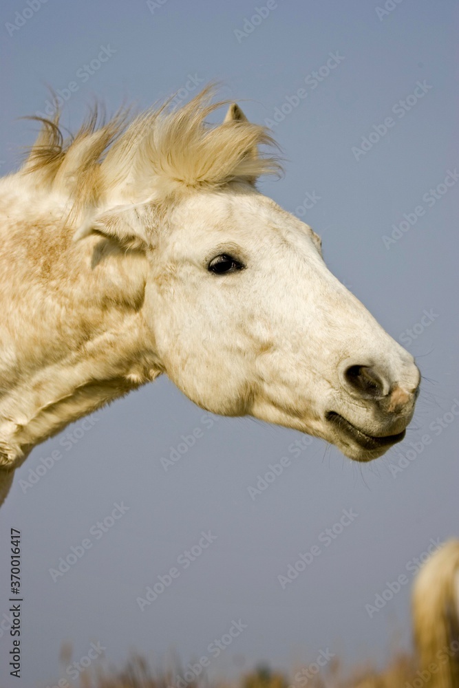 Obraz premium CAMARGUE HORSE, SAINTES MARIE DE LA MER IN THE SOUTH OF FRANCE