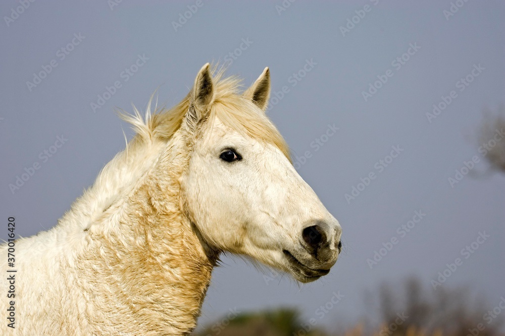 CAMARGUE HORSE, PORTRAIT, SAINTES MARIE DE LA MER IN THE SOUTH OF FRANCE CAMARGUE HORSE, PORTRAIT, SAINTES MARIE DE LA MER IN THE SOUTH OF FRANCE