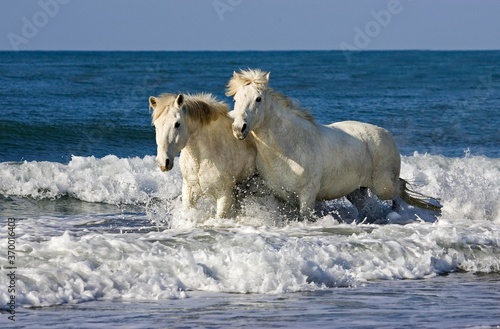 Fototapeta Naklejka Na Ścianę i Meble -  CAMARGUE HORSE, PAIR STANDING ON BEACH, SAINTES MARIE DE LA MER IN THE SOUTH OF FRANCE