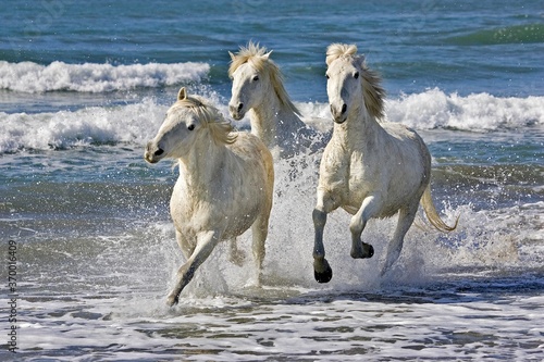 Fototapeta Naklejka Na Ścianę i Meble -  CAMARGUE HORSE, GROUP GALLOPING ON BEACH, SAINTES MARIE DE LA MER IN THE SOUTH OF FRANCE