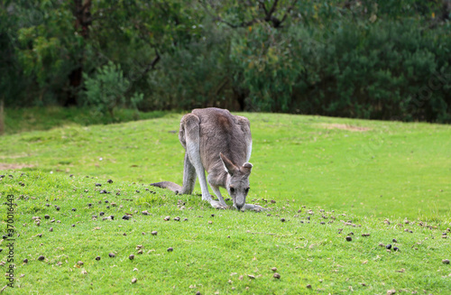 Kangaroo grazing - Eastern Grey Kangaroo - Anglesea Golf Course, Victoria, Australia photo