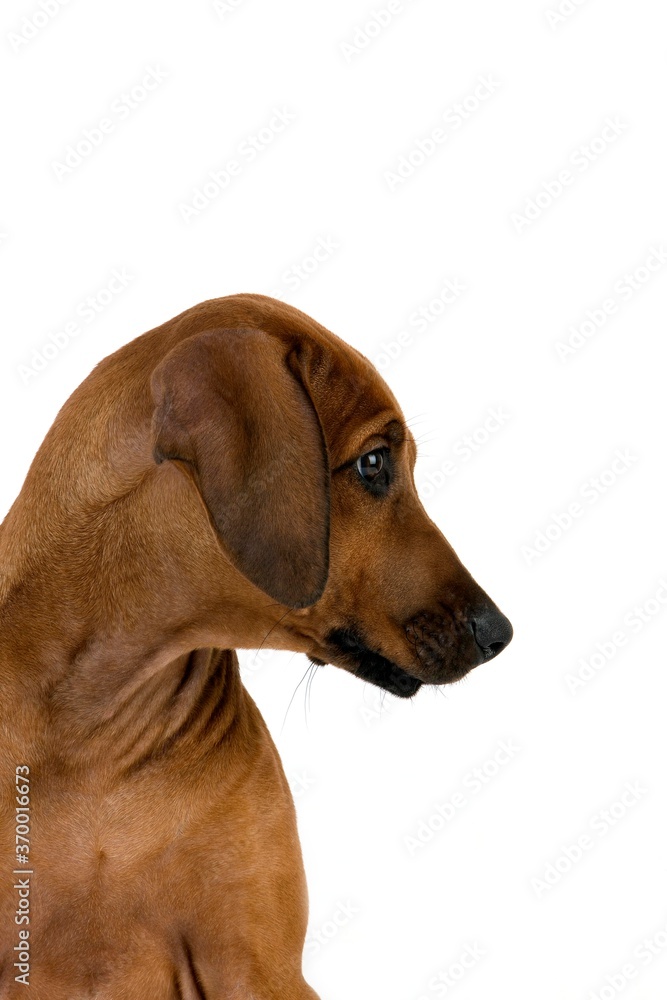 RHODESIAN RIDGEBACK DOG, 3 MONTHS OLD PUPPY RHODESIAN RIDGEBACK DOG, 3 MONTHS OLD PUPPY